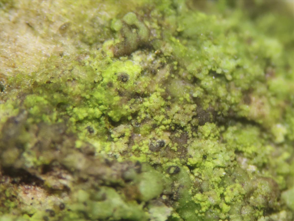 Agonimia allobata (door Tom Schier)