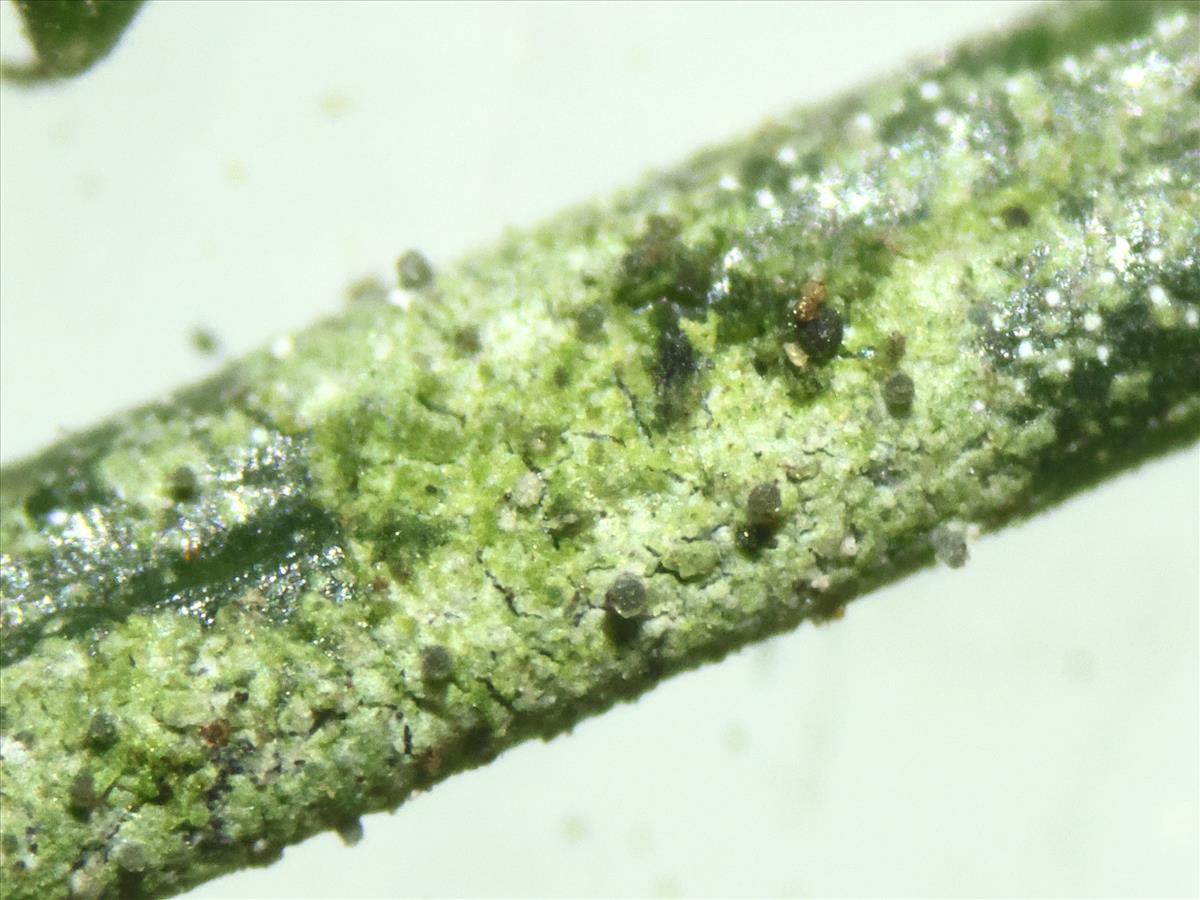 Fellhaneropsis myrtillicola (door Tom Schrier)