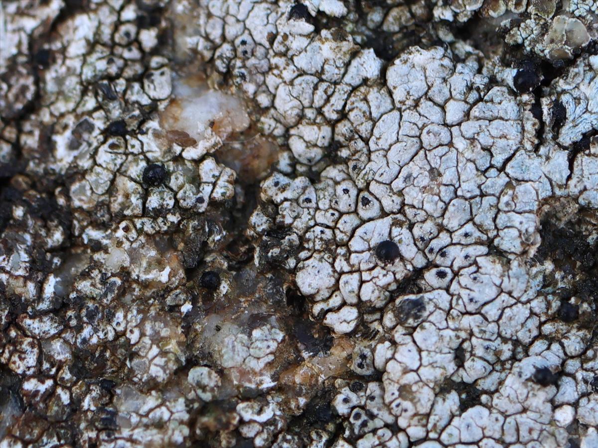 Sarcopyrenia cylindrospora (door Tom Schier)