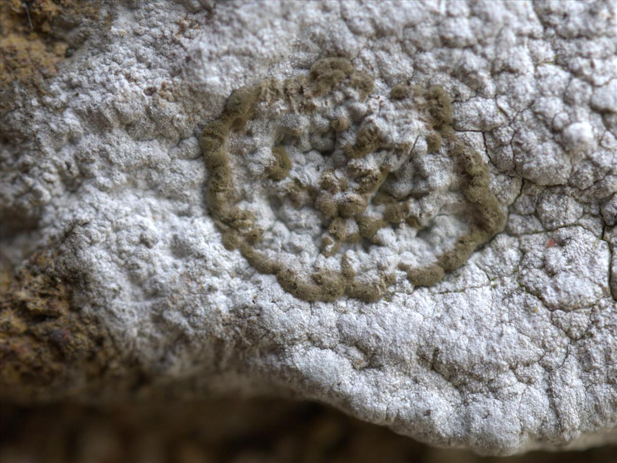 Verrucocladosporium dirinae (door Tom Schrier)