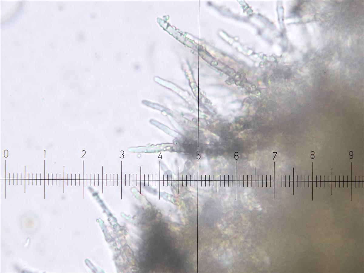 Verrucocladosporium dirinae (door Tom Schrier)