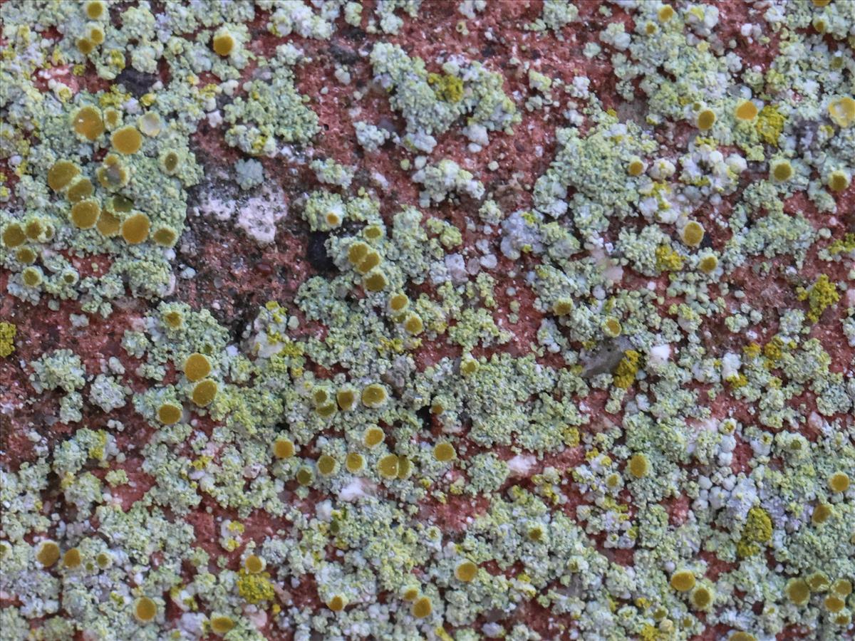 Flavoplaca limonia (door Tom Schier)