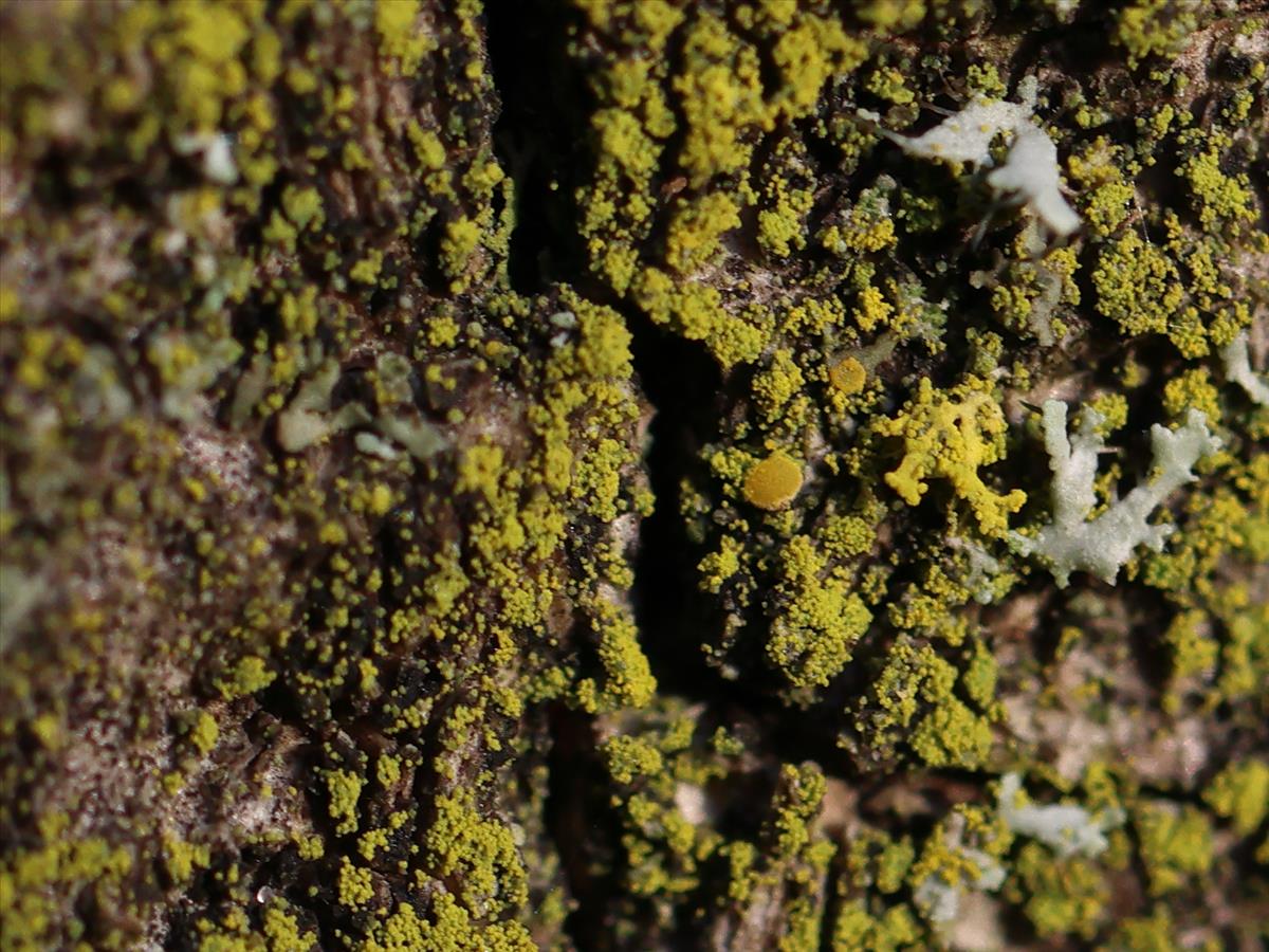 Candelariella efflorescens (door Tom Schier)