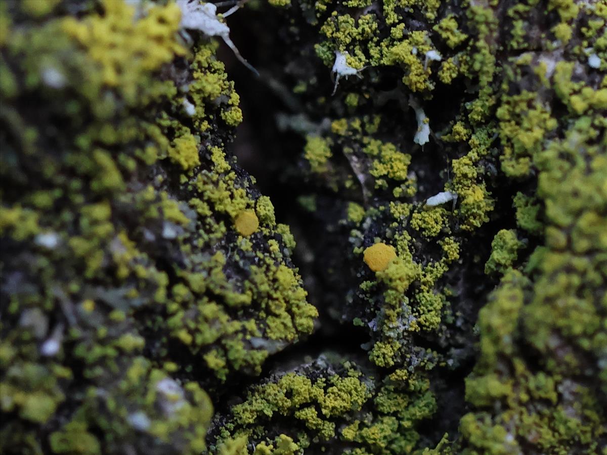 Candelariella efflorescens (door Tom Schier)