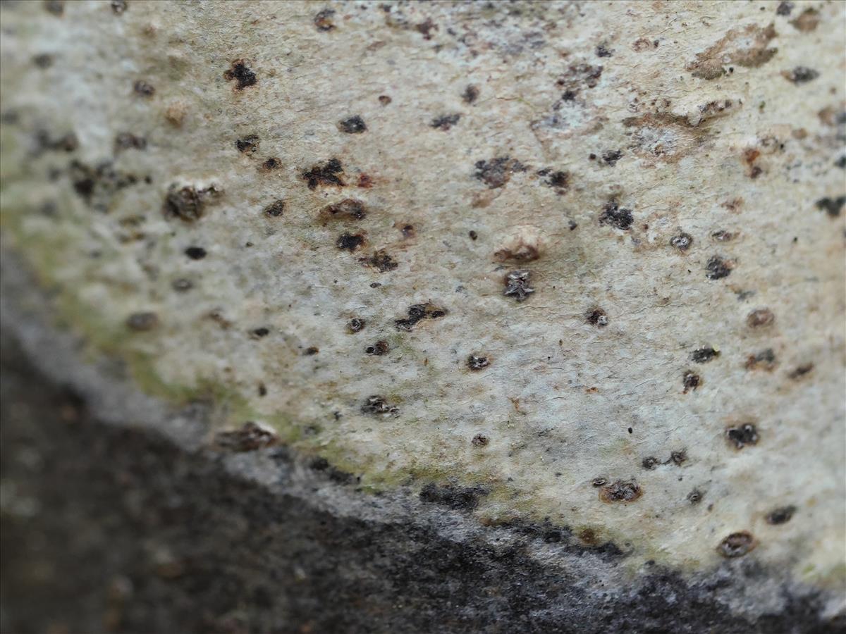 Phaeographis lyellii (door Tom Schier)