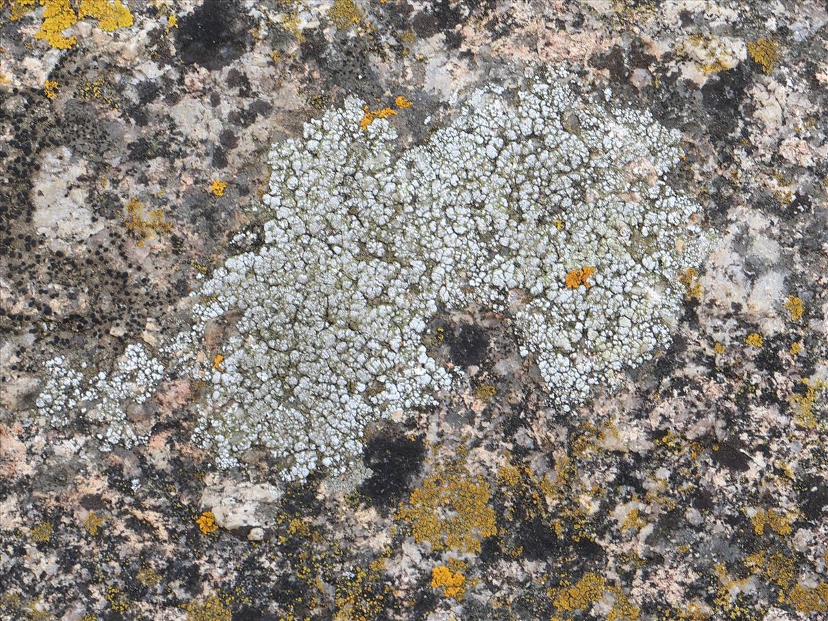 Lecanora cenisia (door Tom Schier)