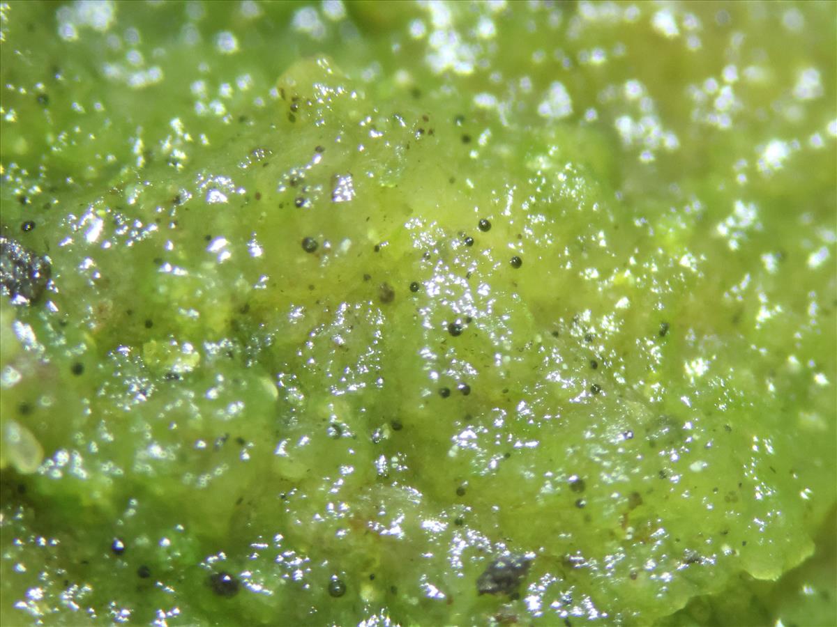 Epigloea bactrospora (door Tom Schier)