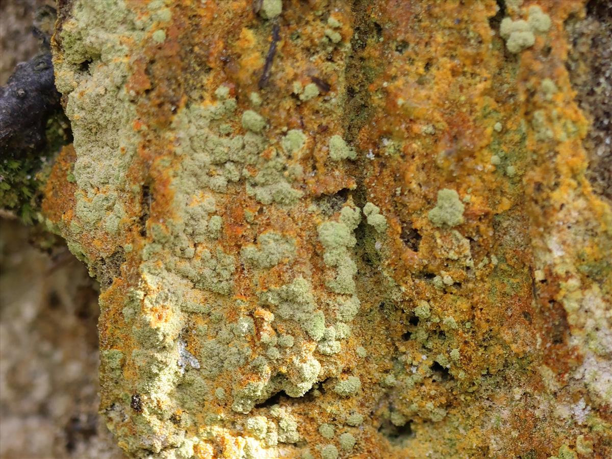 Trapeliopsis pseudogranulosa (door Tom Schier)