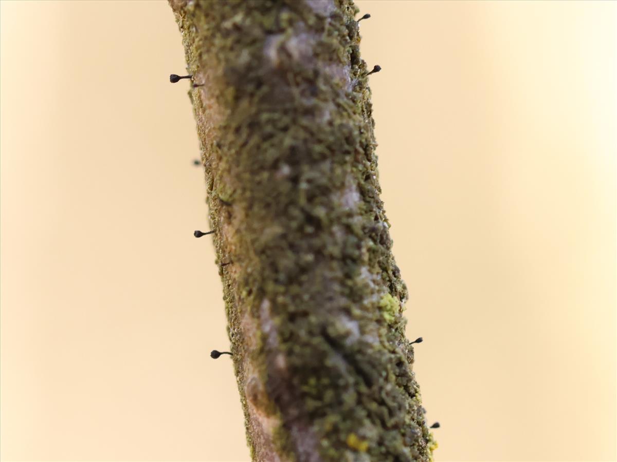 Stenocybe pullatula (door Tom Schier)
