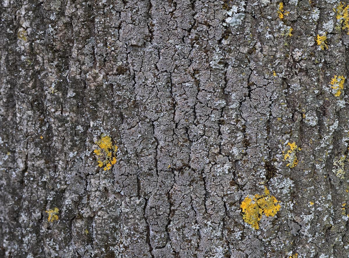 Physconia perisidiosa (door Tom Schier)