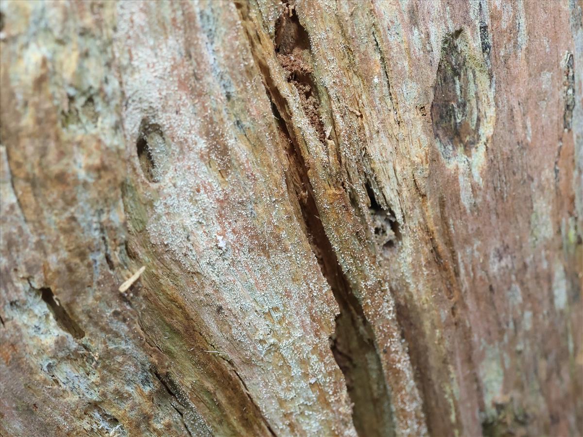 Micarea substipitata (door Tom Schier)