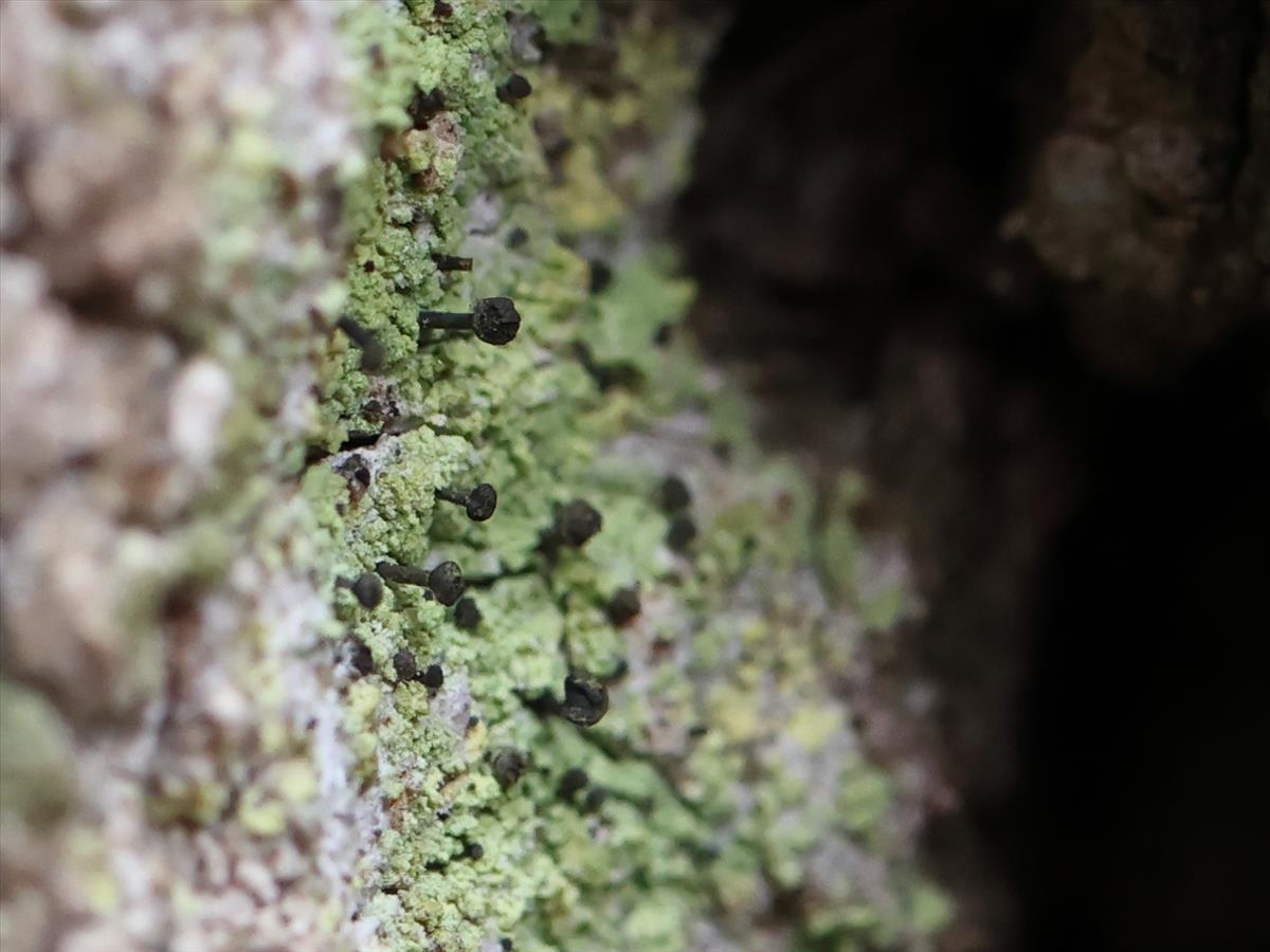 Calicium viride (door Tom Schier)