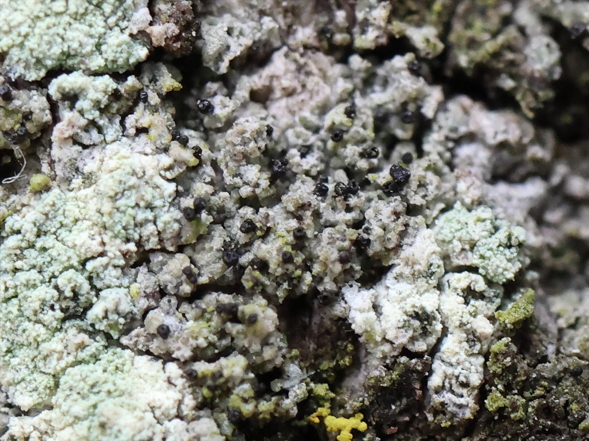 Sphinctrina anglica (door Tom Schier)