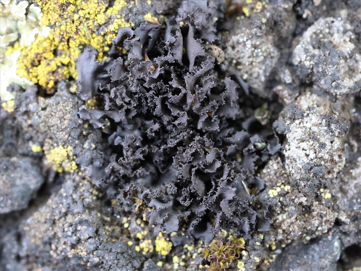 Scytinium magnussonii (door Tom Schier)