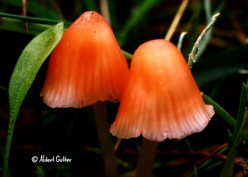 Mycena adonis (door Aldert Gutter)