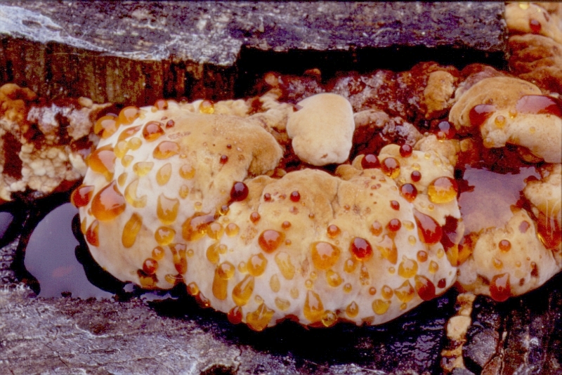 Ischnoderma benzoinum (door Aldert Gutter)
