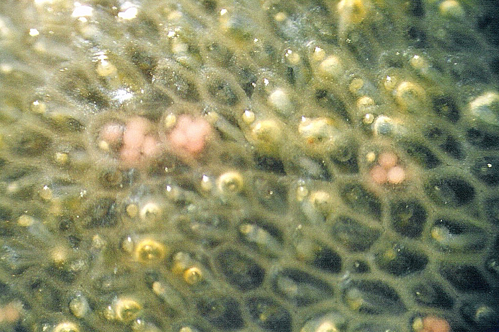 Alcyonidium gelatinosum (door Hans De Blauwe)
