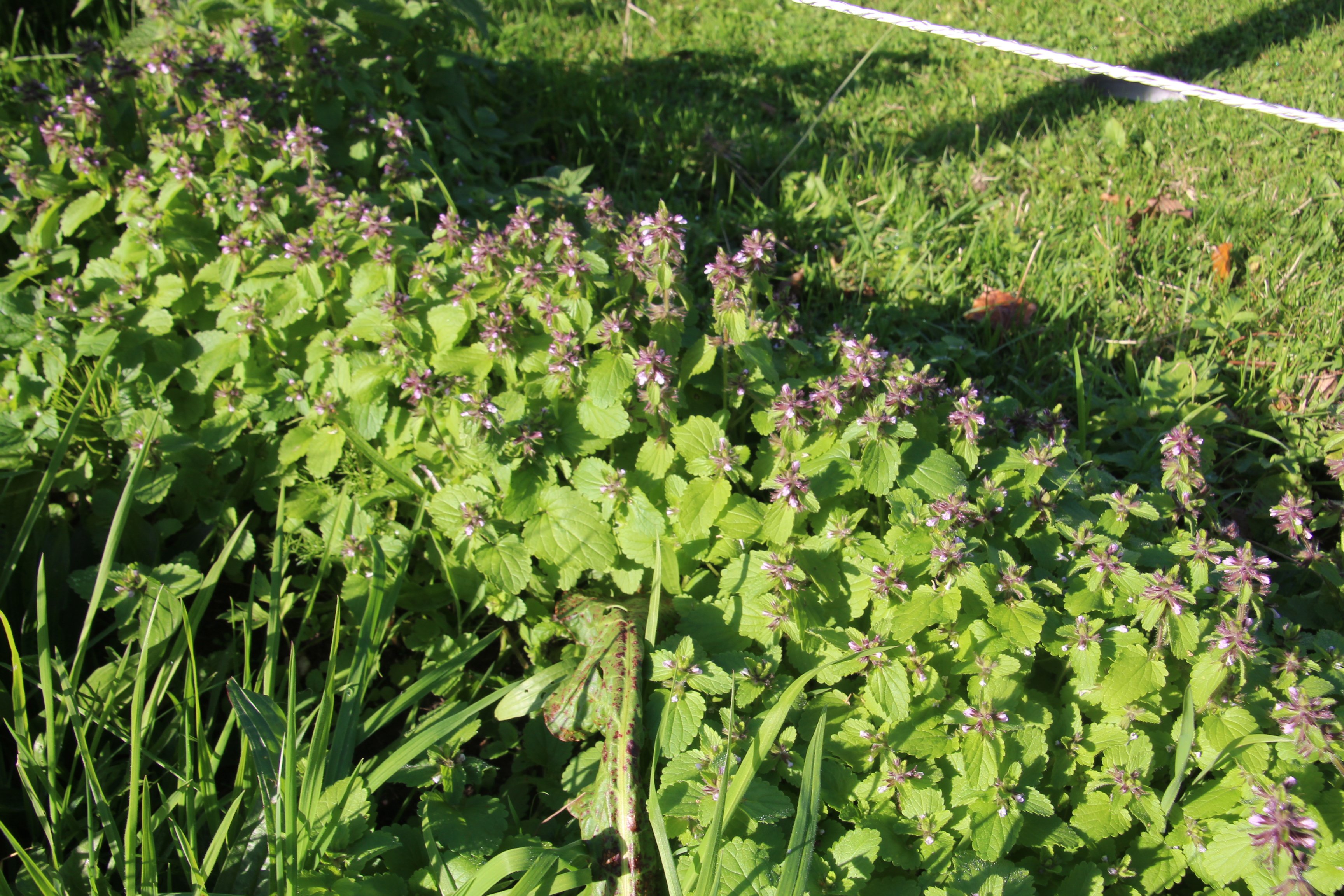 Stachys arvensis (door Egbert de Boer)