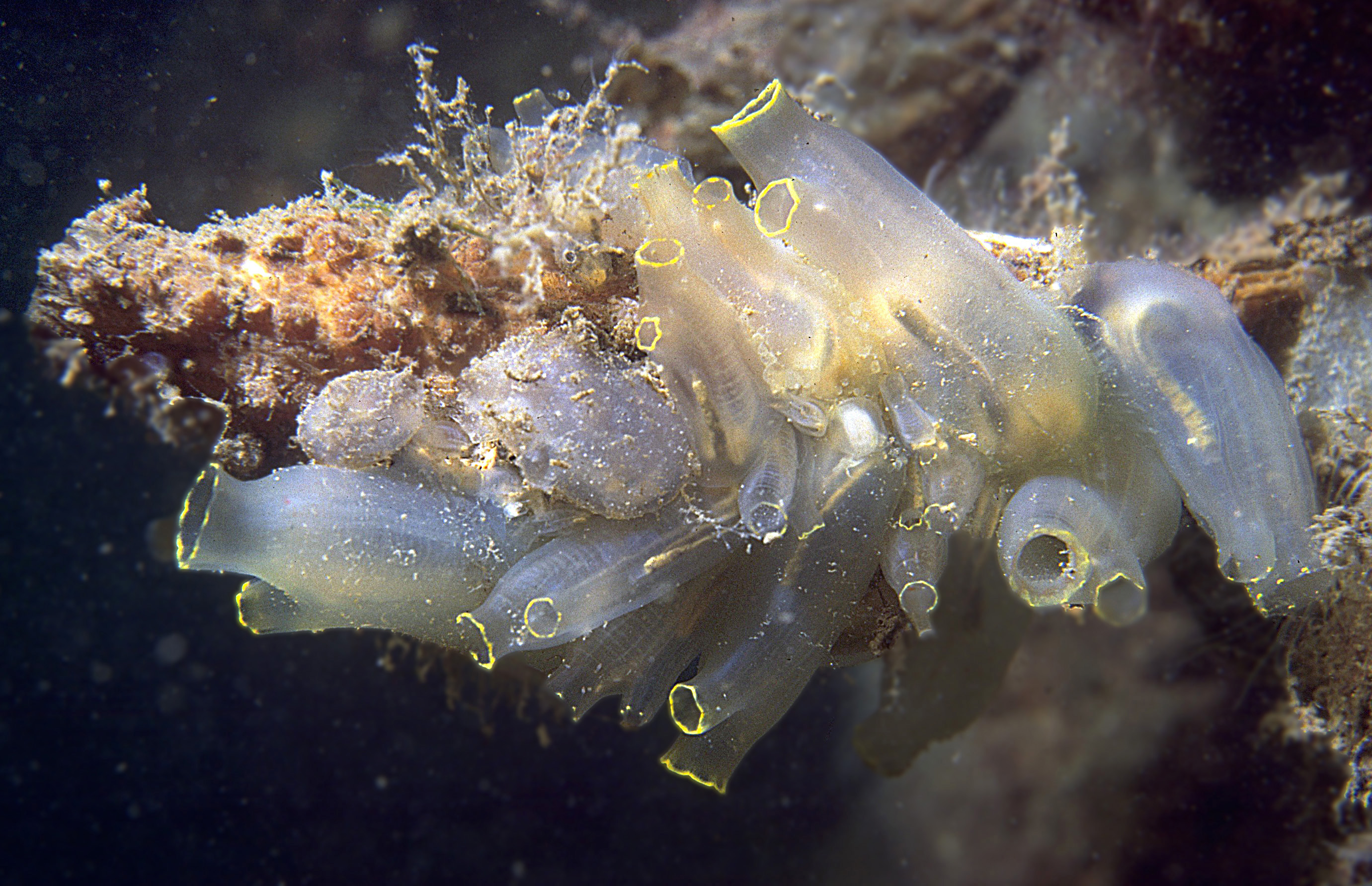 Ciona intestinalis (door Maria van Eijsen)