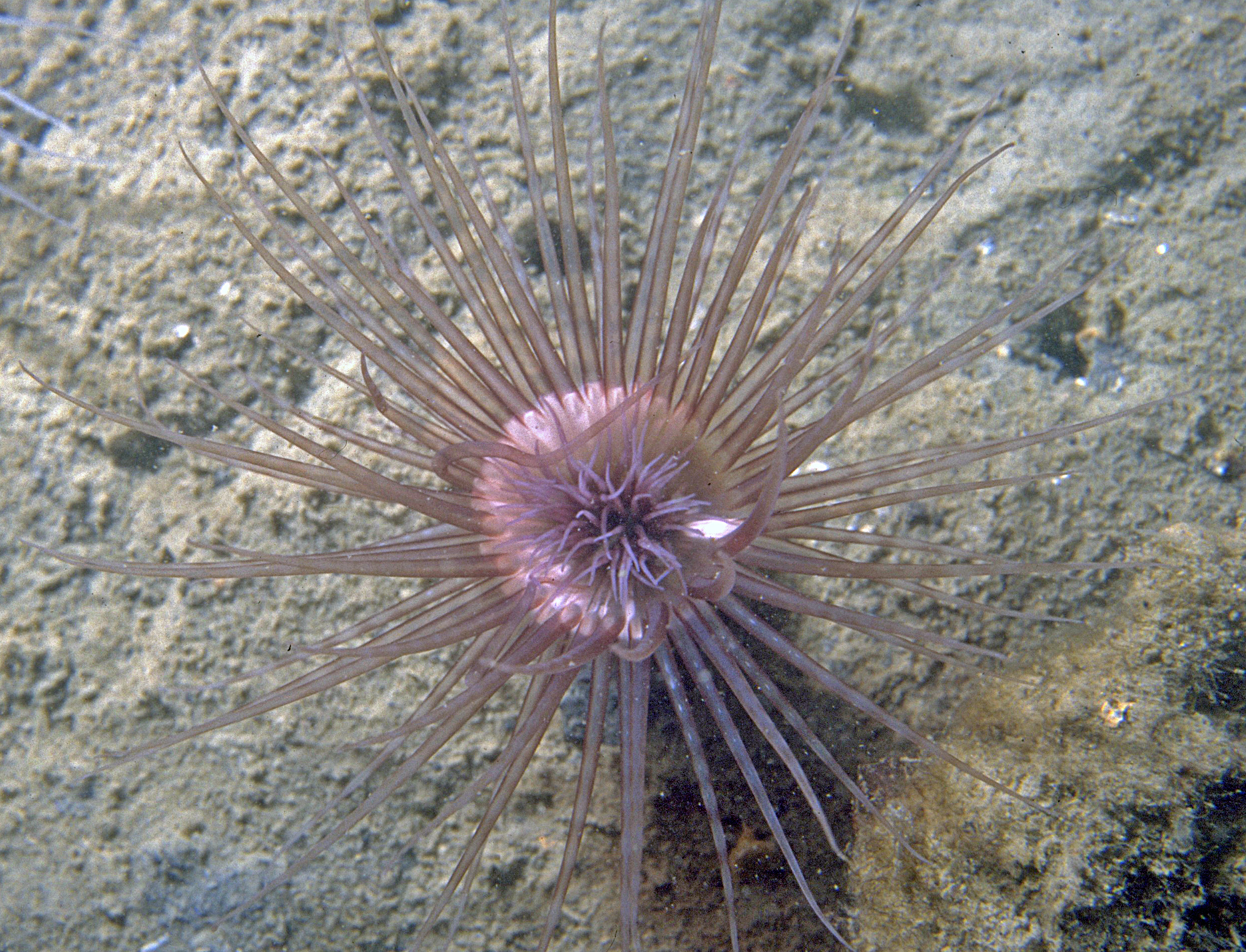 Cerianthus lloydii (door Maria van Eijsen)