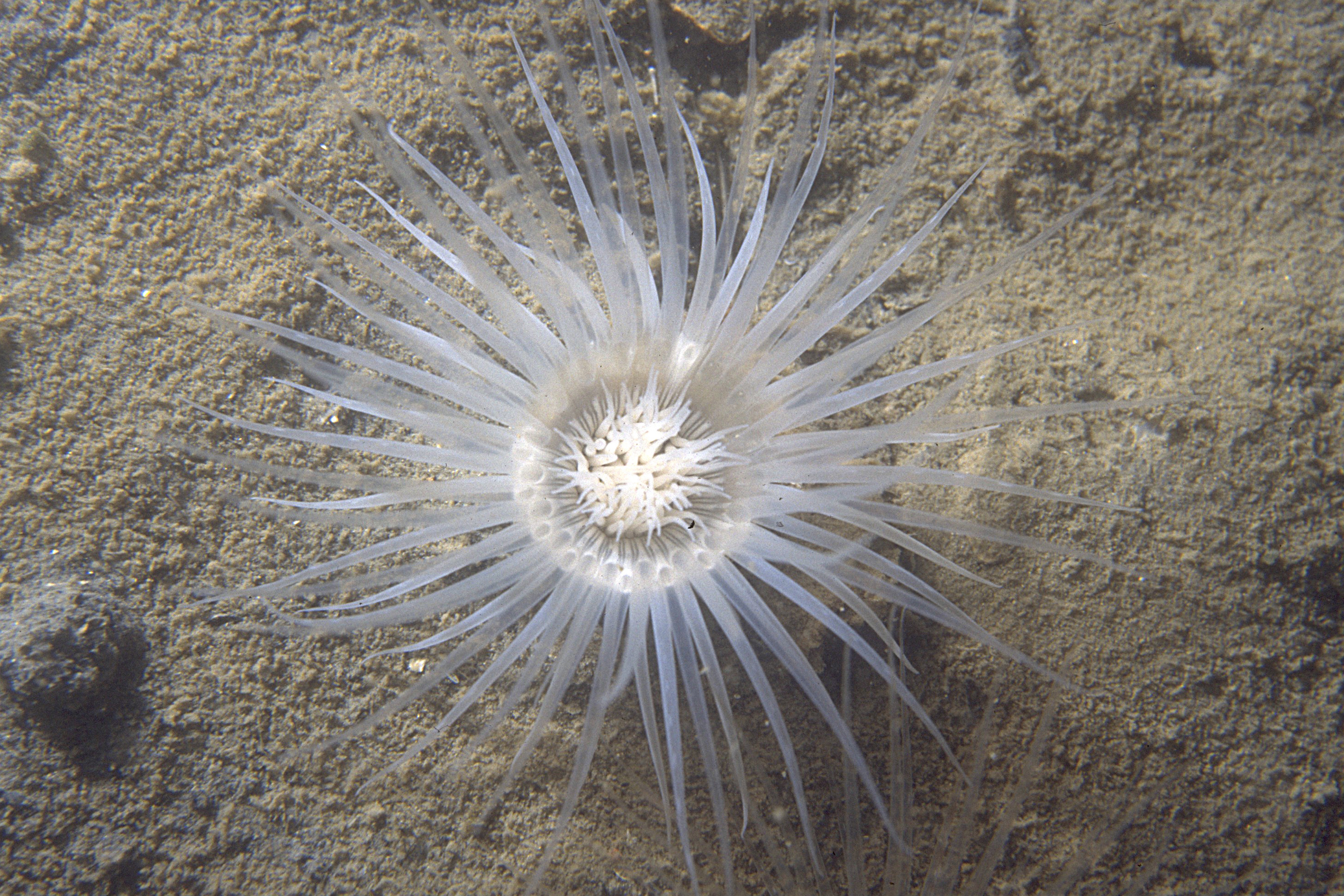 Cerianthus lloydii (door Maria van Eijsden)