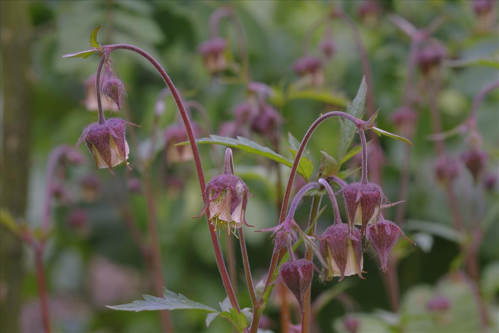 Geum rivale (door Alois Riswick)