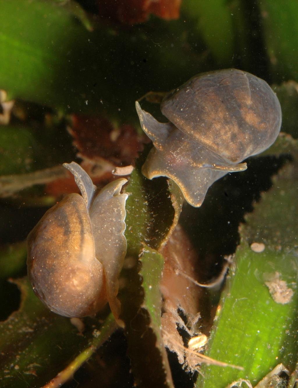 Myxas glutinosa (door Adriaan Gmelig Meyling)