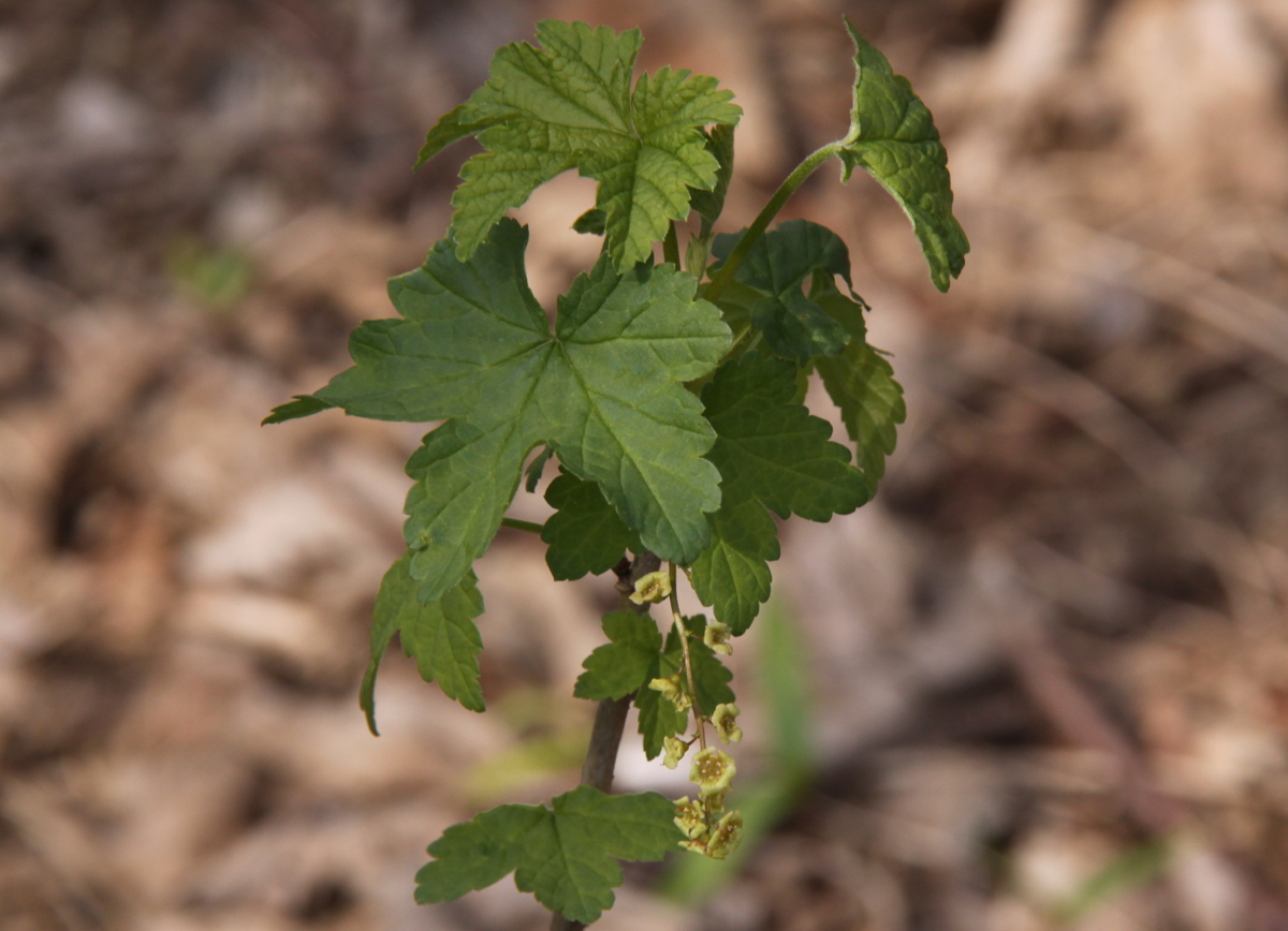 Ribes rubrum (door Peter Meininger)