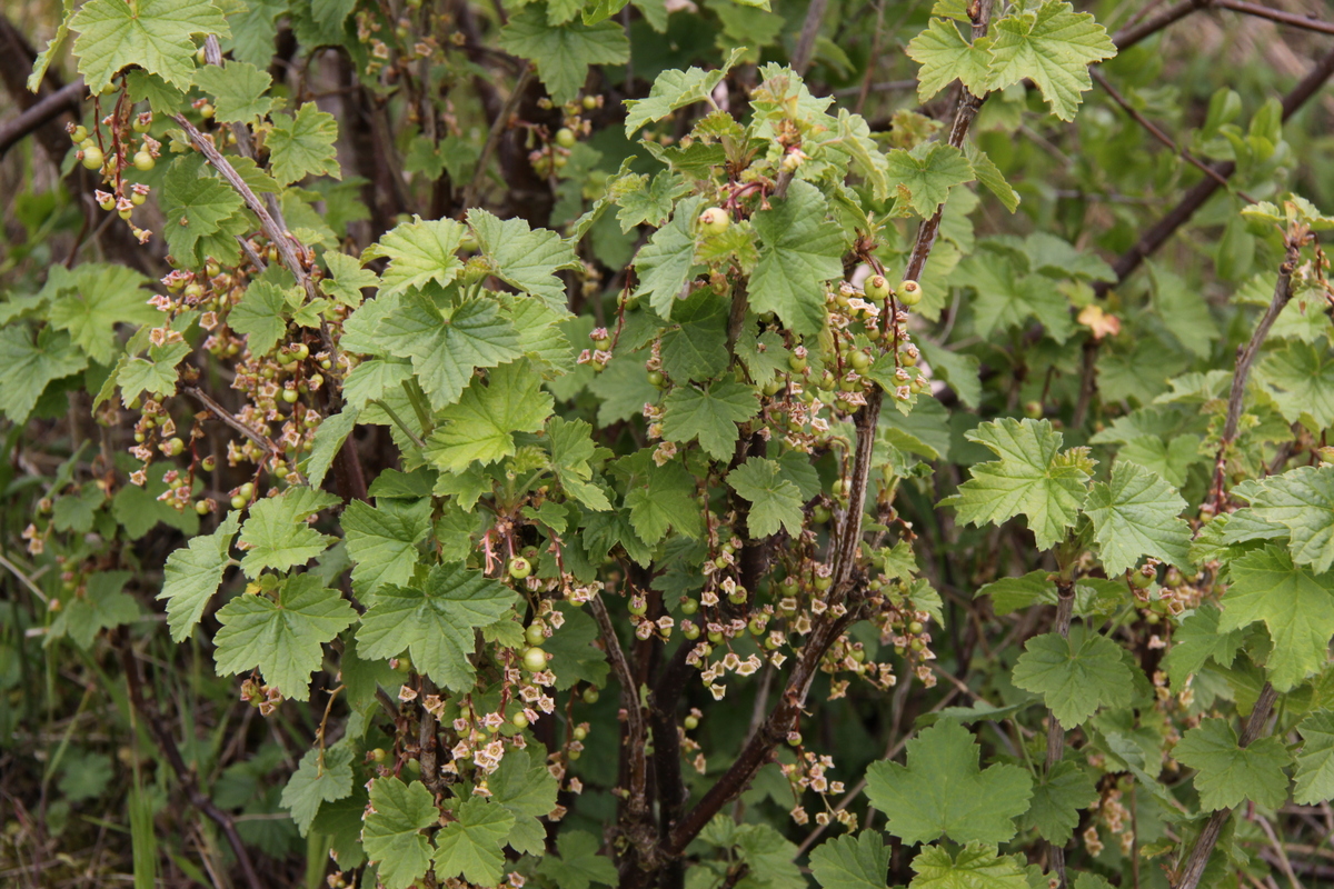 Ribes rubrum (door Peter Meininger)