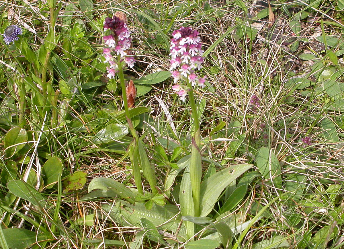 Neotinea ustulata (door Peter Meininger)