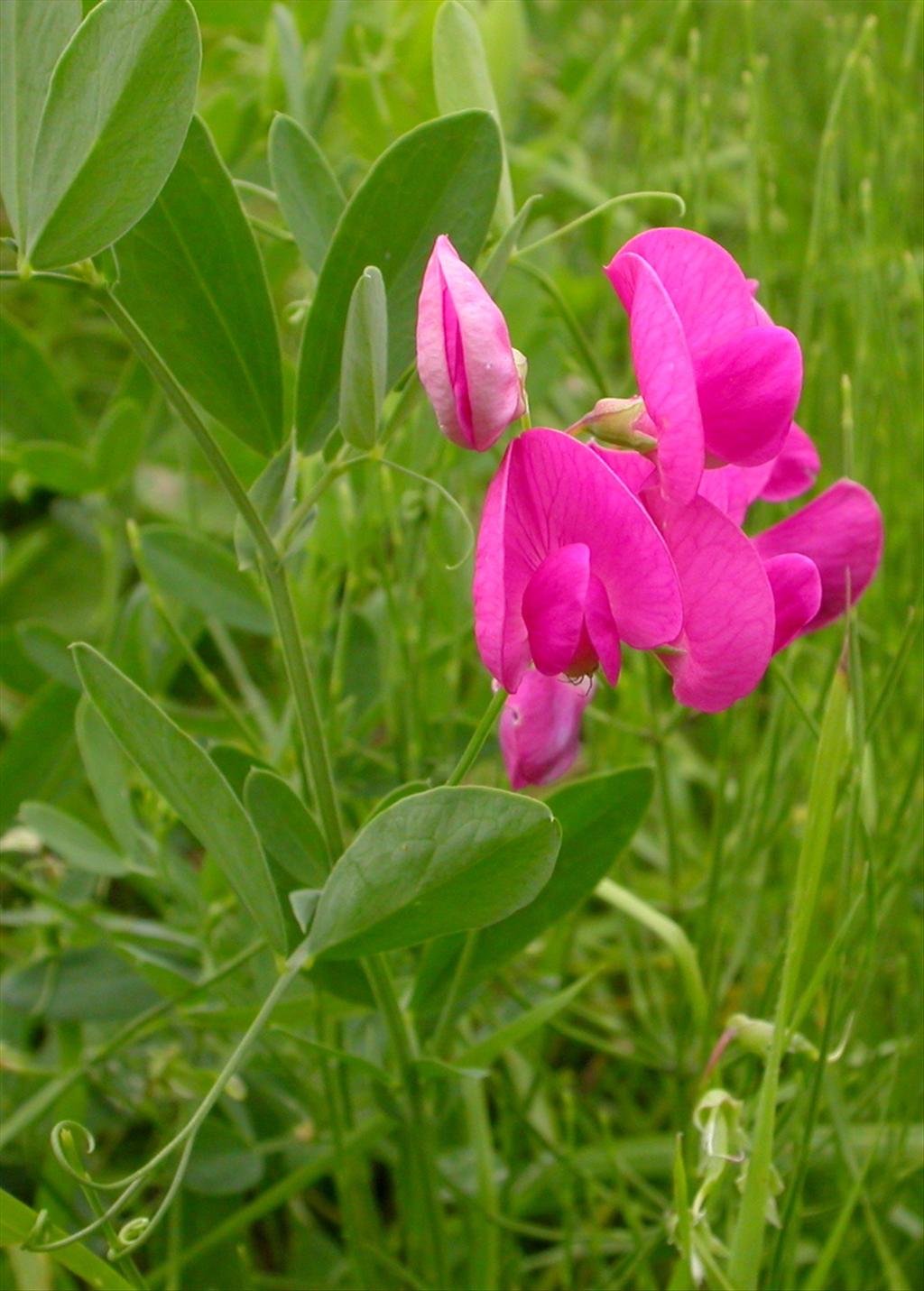 Lathyrus tuberosus (door Peter Meininger)