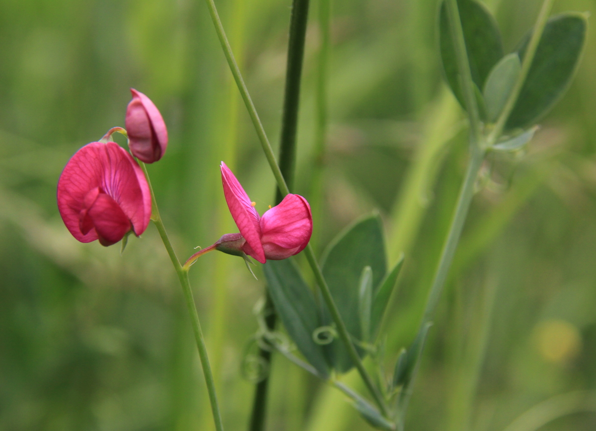 Lathyrus tuberosus (door Peter Meininger)