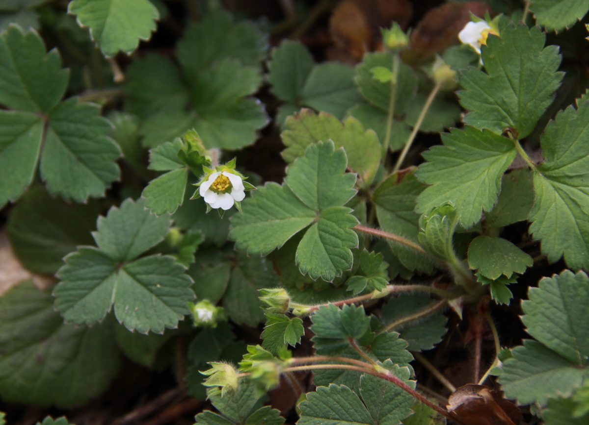 Potentilla sterilis (door Peter Meininger)