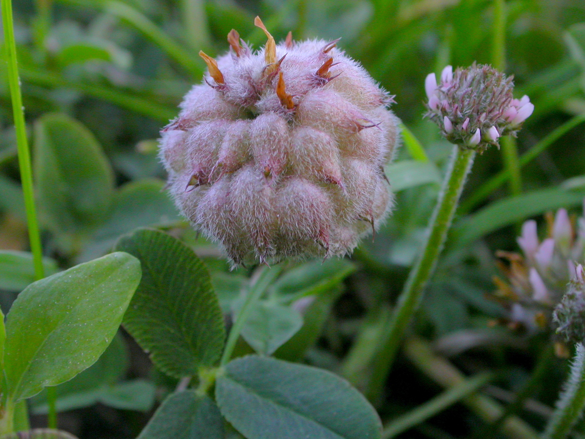 Trifolium fragiferum (door Peter Meininger)