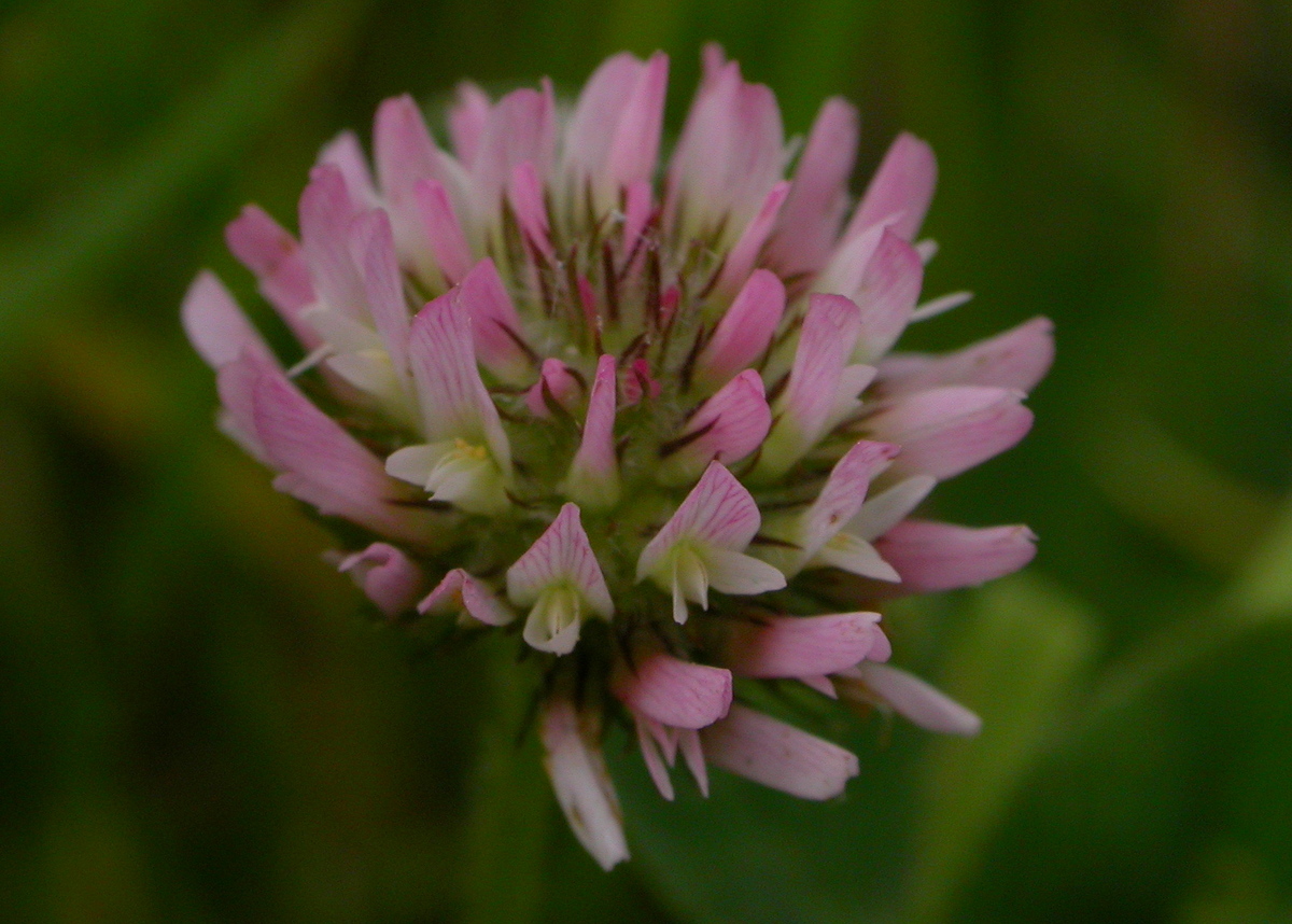 Trifolium fragiferum (door Peter Meininger)