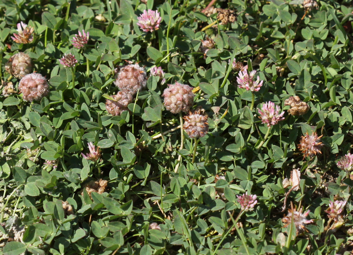 Trifolium fragiferum (door Peter Meininger)