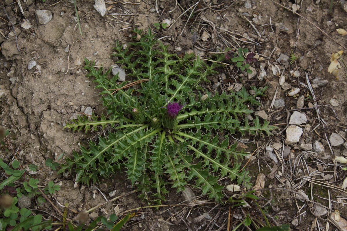 Cirsium acaule (door Peter Meininger)