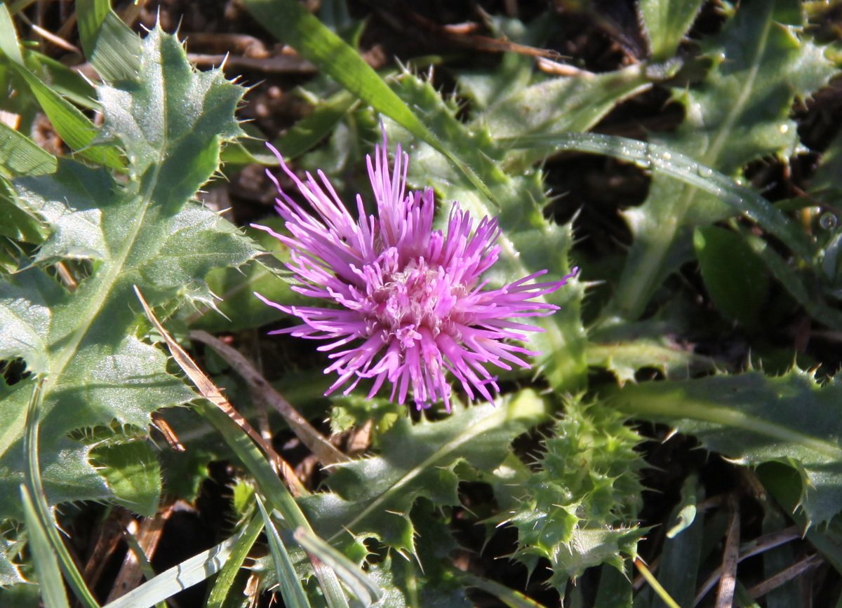 Cirsium acaule (door Peter Meininger)