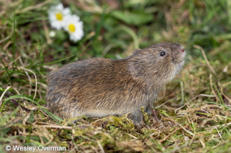 Microtus agrestis (door Wesley Overman)