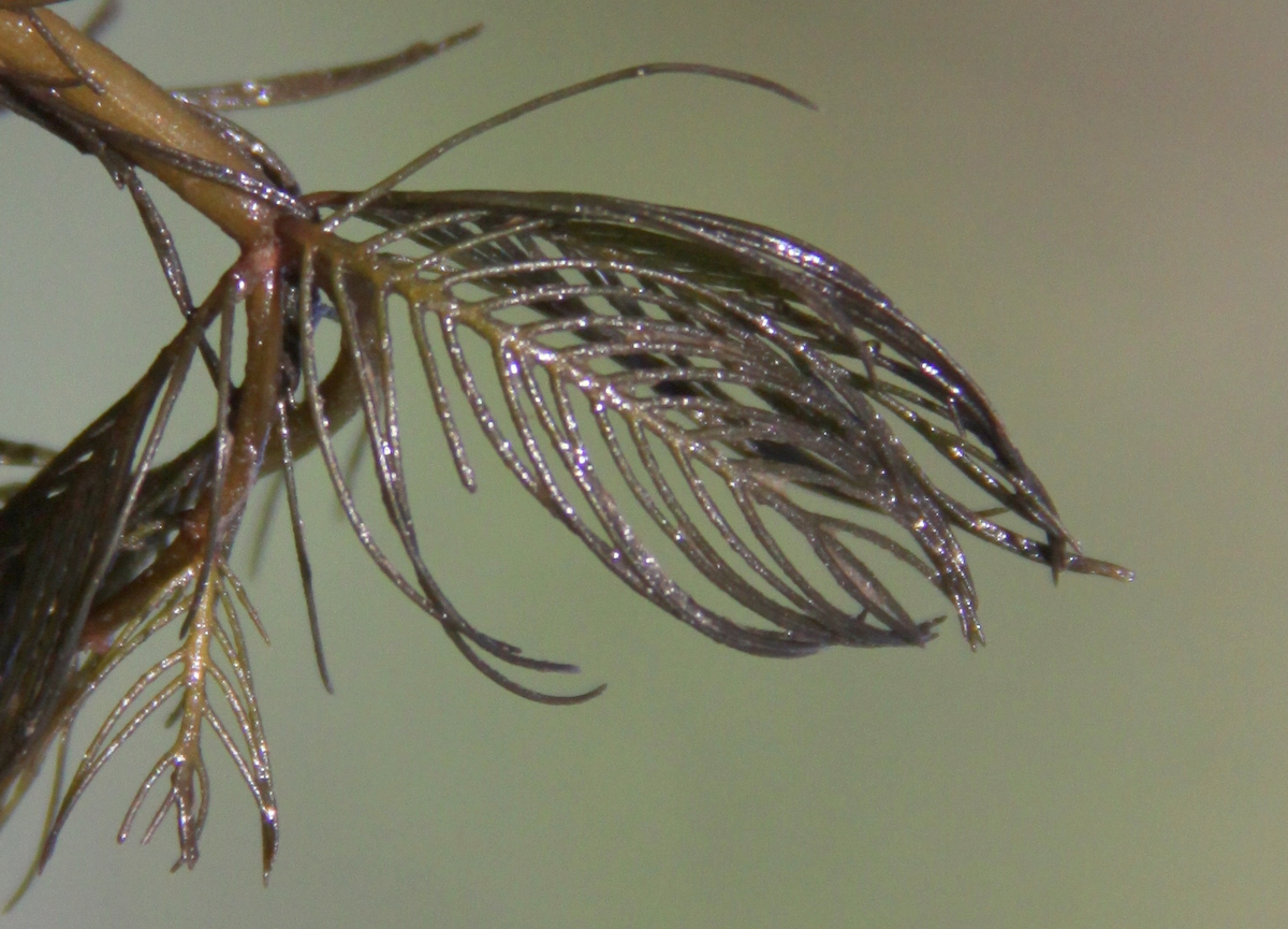 Myriophyllum spicatum (door Peter Meininger)