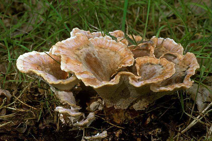 Abortiporus biennis (door Henk Huijser)