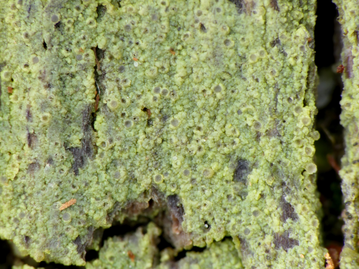 Absconditella delutula (door Henk-Jan van der Kolk)