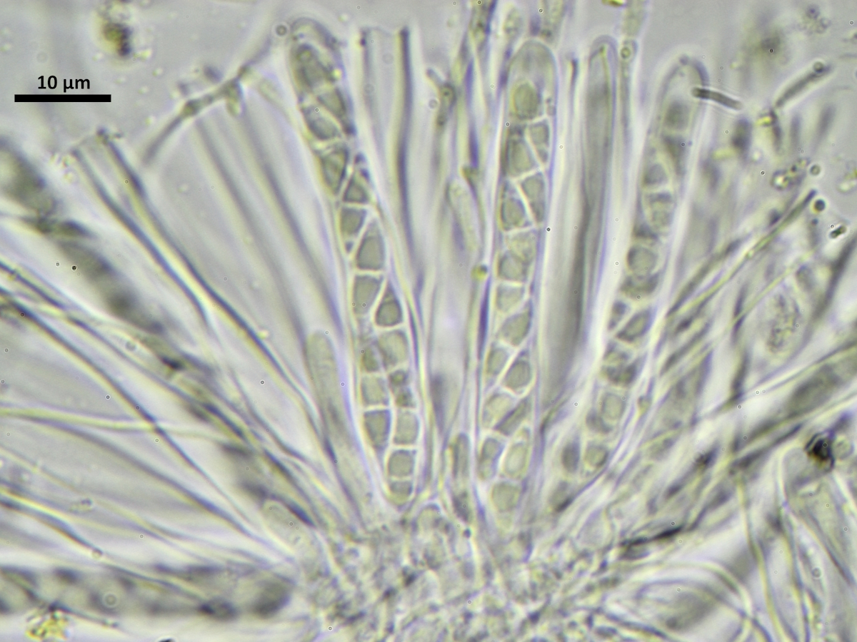 Absconditella delutula (door Henk-Jan van der Kolk)