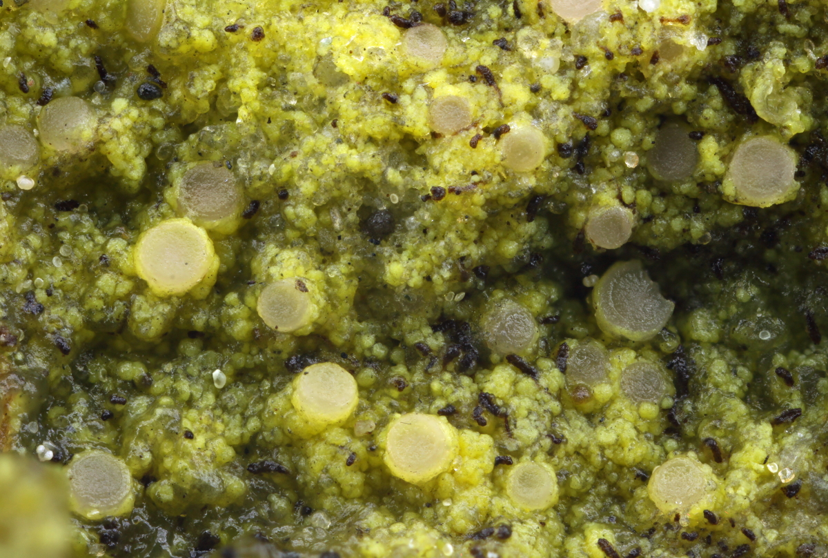 Absconditella trivialis (door Klaas van der Veen)