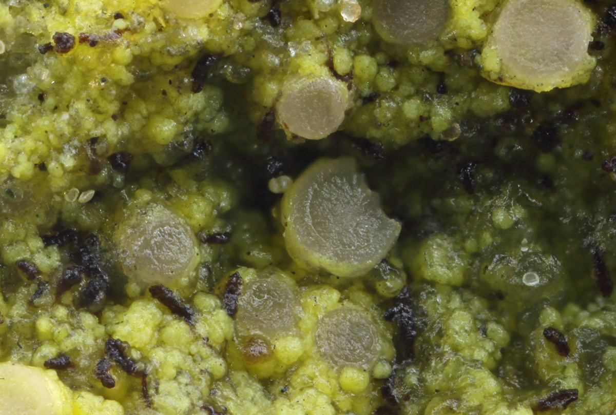 Absconditella trivialis (door Klaas van der Veen)