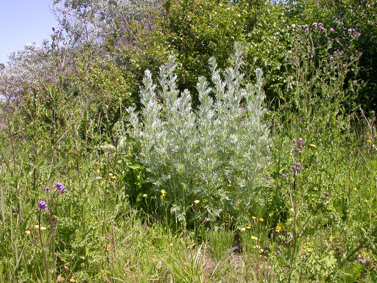 Artemisia absinthium (door Peter Meininger)