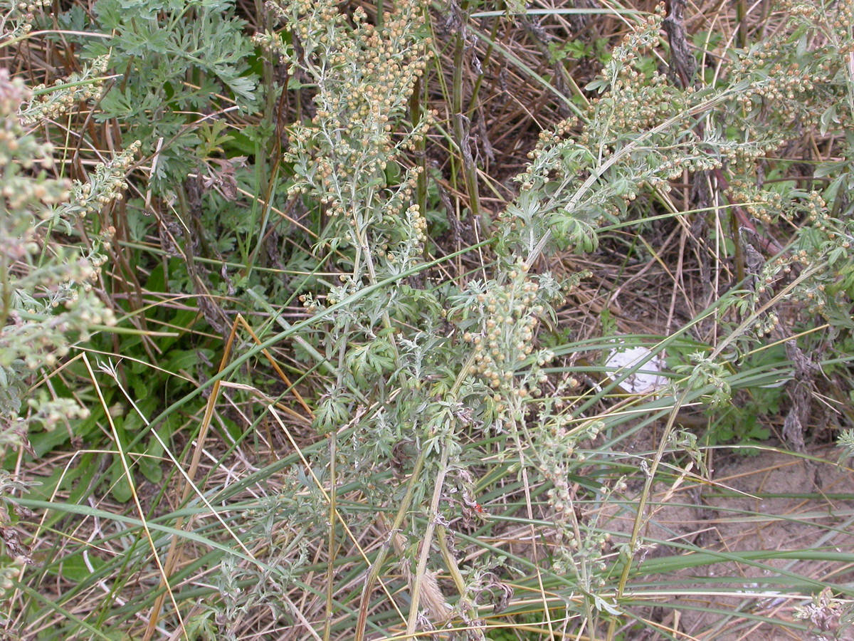Artemisia absinthium (door Peter Meininger)