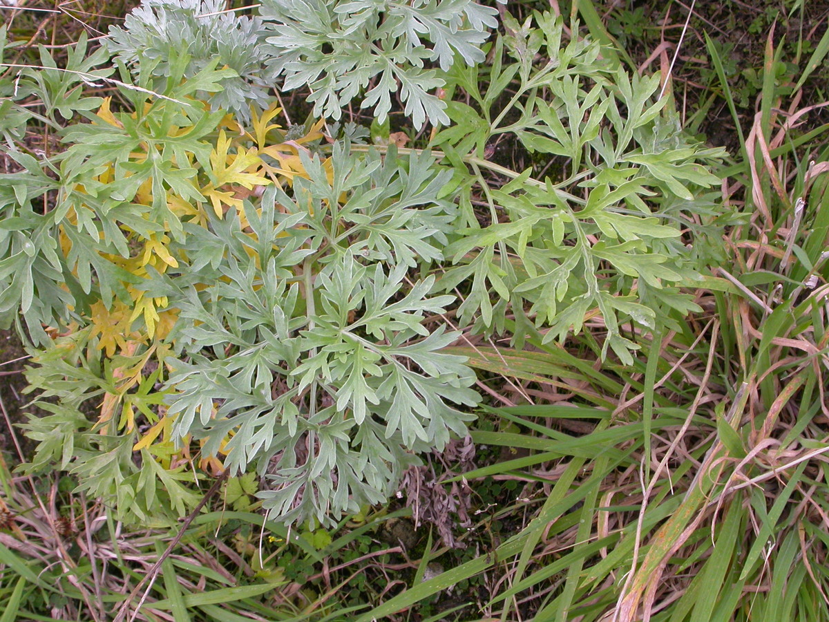 Artemisia absinthium (door Peter Meininger)