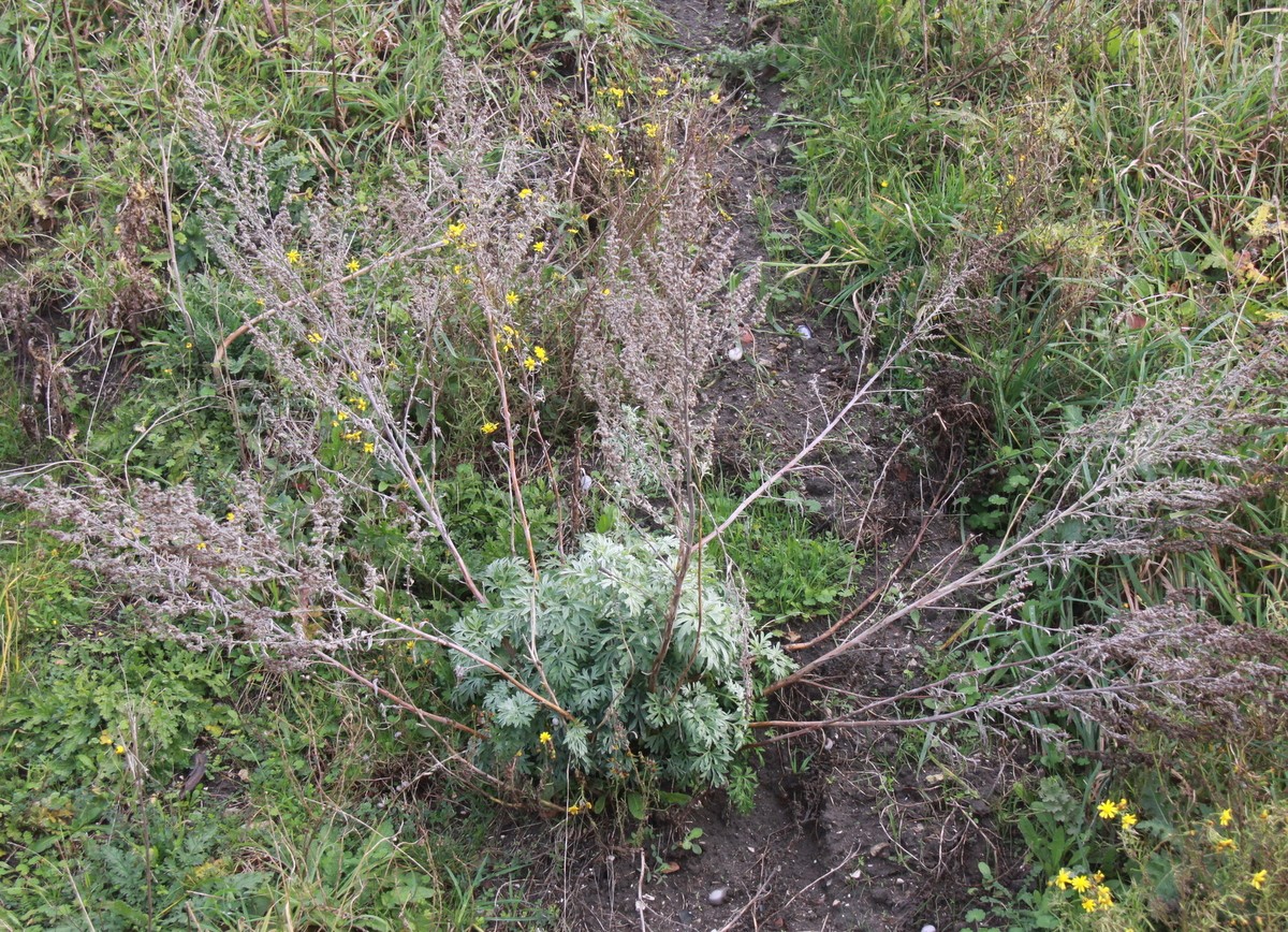 Artemisia absinthium (door Peter Meininger)