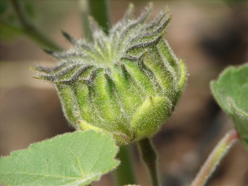 Abutilon theophrasti (door Adrie van Heerden)